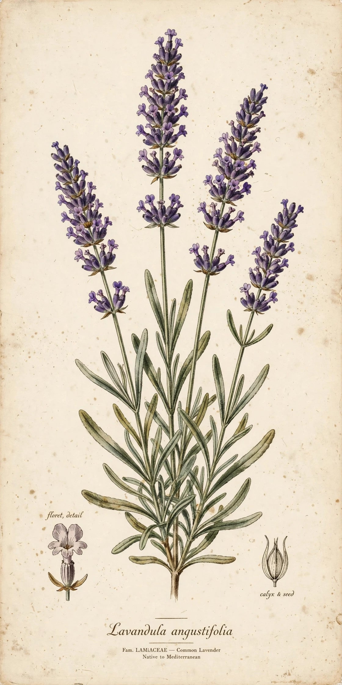 Vintage botanical lavender print — Lavandula angustifolia kitchen wall art