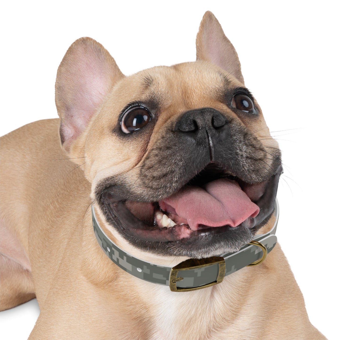 Military Design Dog Collar-Shalav5