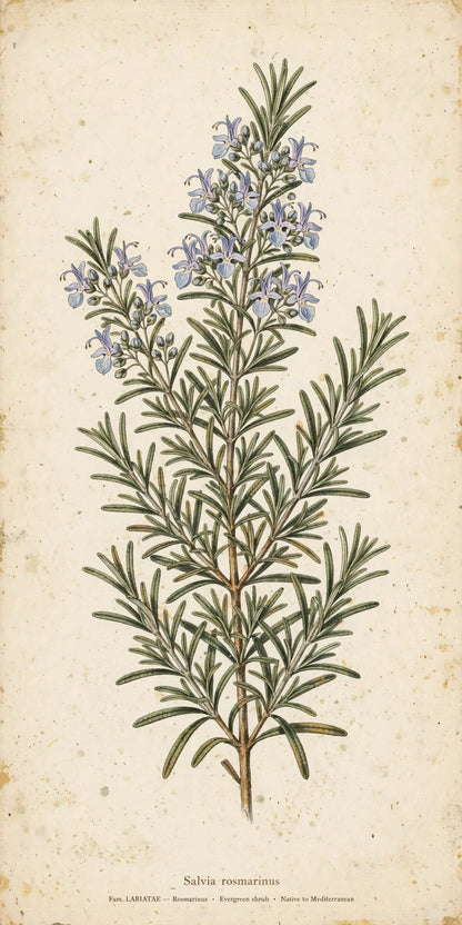 Vintage botanical rosemary print — Salvia rosmarinus kitchen wall art